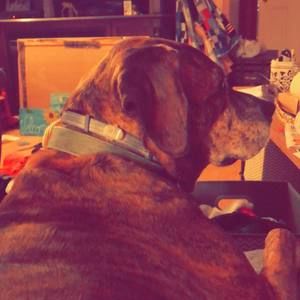 Meet your Posher, Lucas